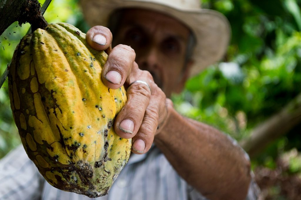 Pomona Impact Cacao